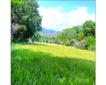 FINCA ARROCERA EN VENADILLO