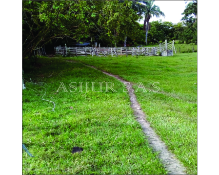 SE VENDE FINCA  EN GUAMO TOLIMA